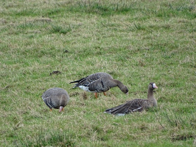 却始终难以 却始终难以